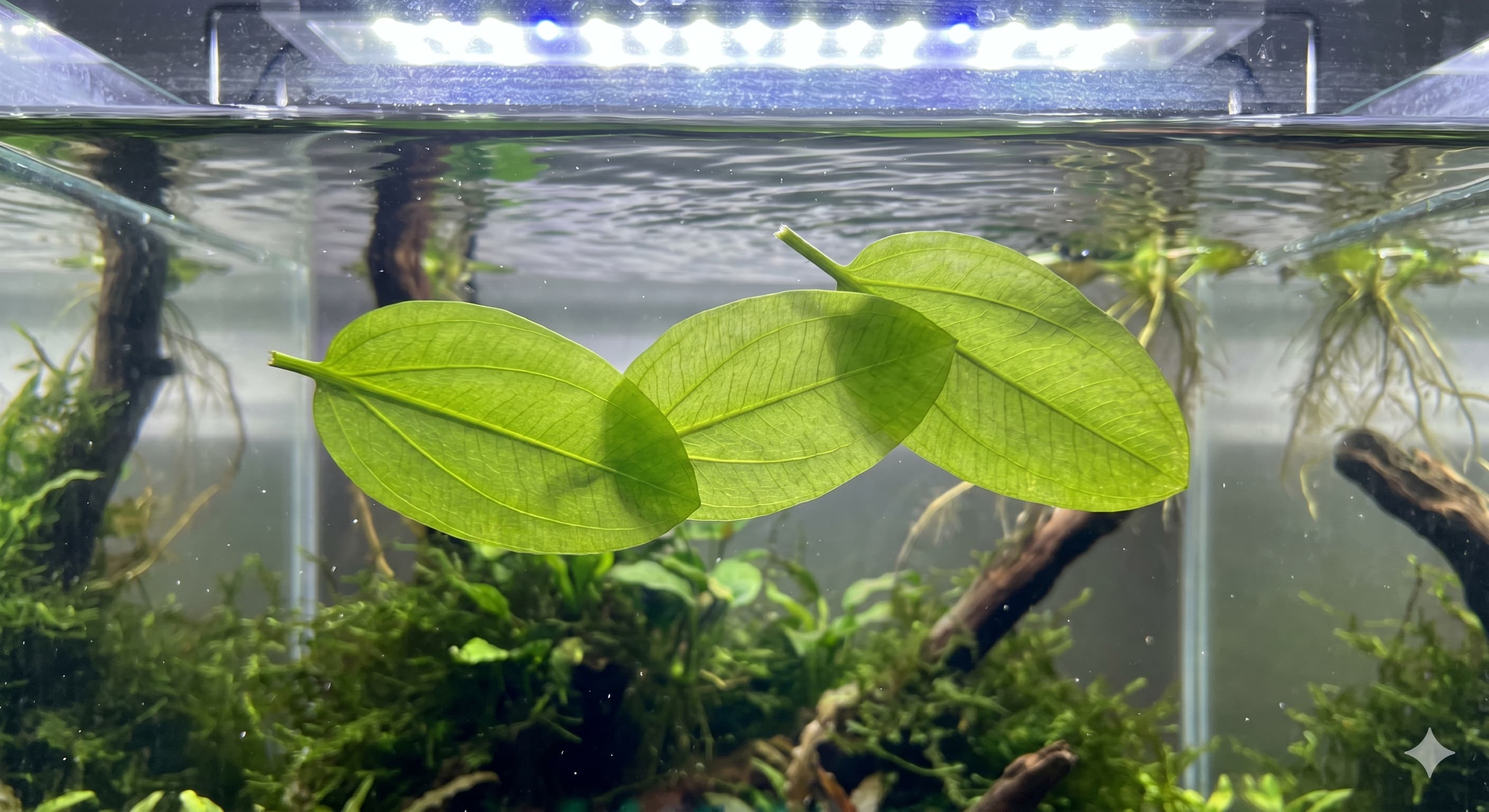 Feuilles larges d'Anubias près de la surface d'un aquarium planté