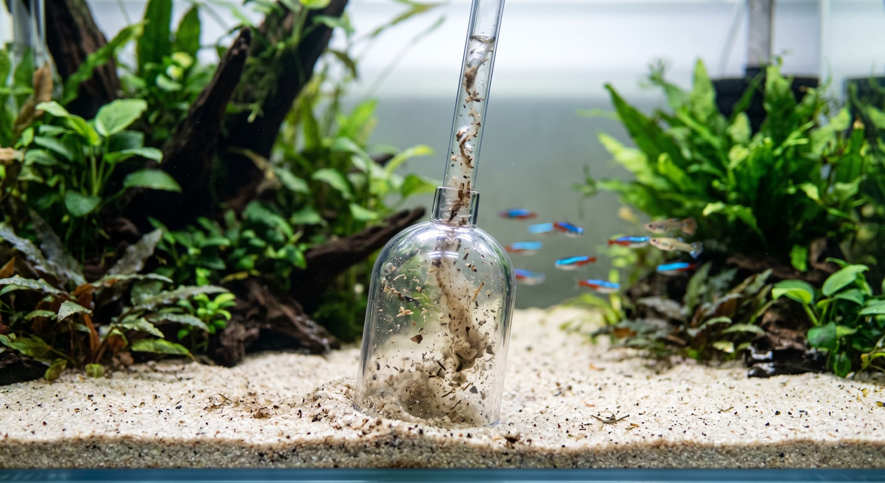 Siphon-cloche aspirant les déchets du sable d'un aquarium pendant un changement d'eau
