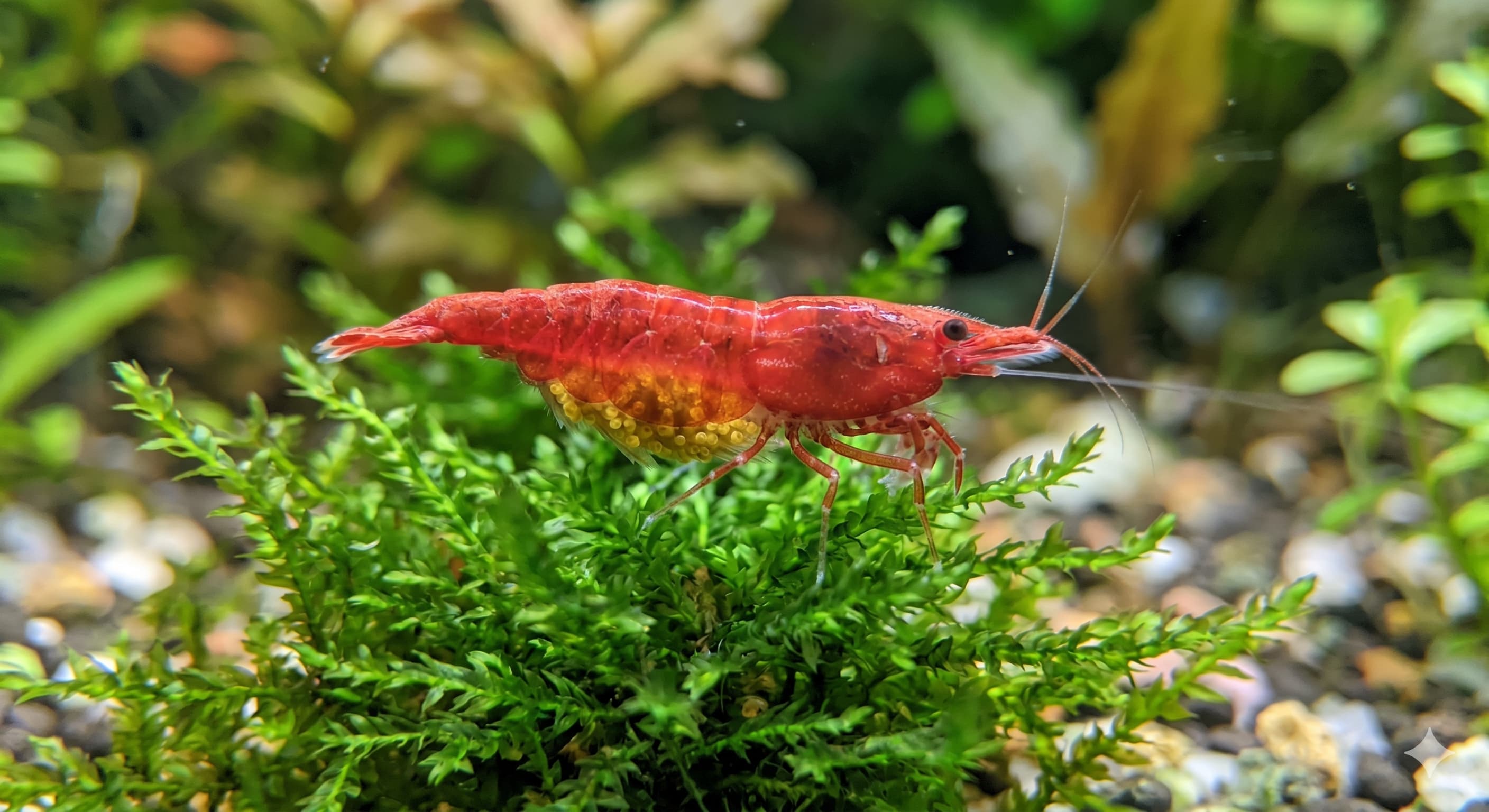Femelle crevette Red Cherry portant ses œufs sous l'abdomen sur de la mousse de Java