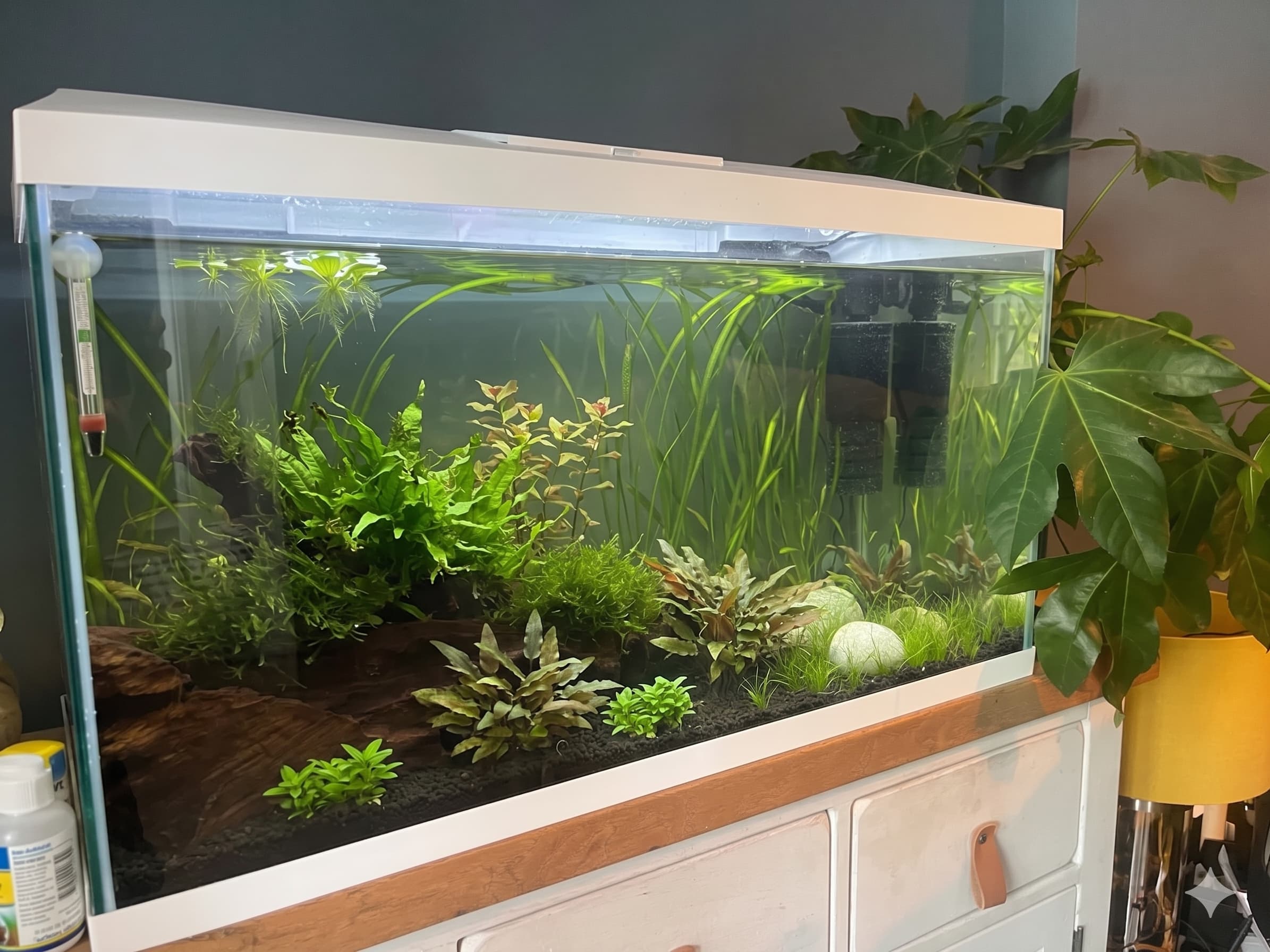 Aquarium de 60 litres en cours de cyclage, filtre visible